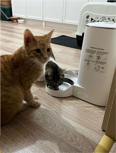 Rojeco — professional for pets — home page testimonial image 1.