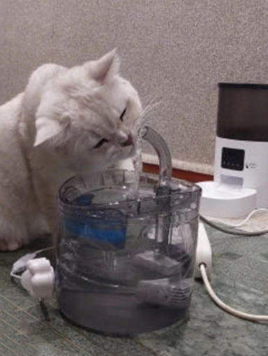 Rojeco — professional for pets — home page testimonial image 7.