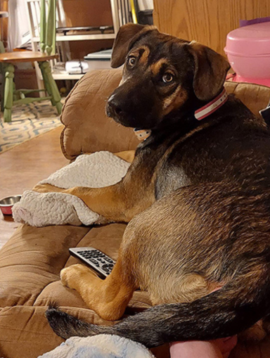 Rojeco — professional for pets — home page testimonial image 8.